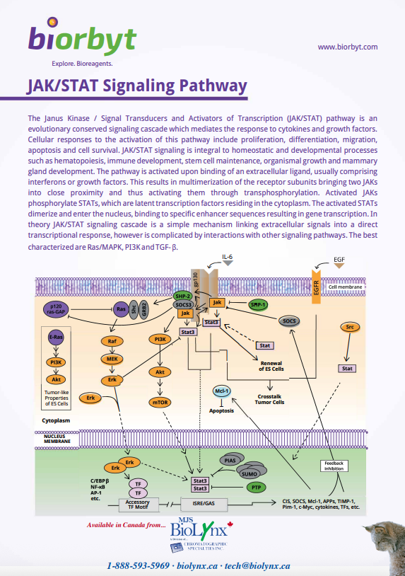 JAK STAT pathway