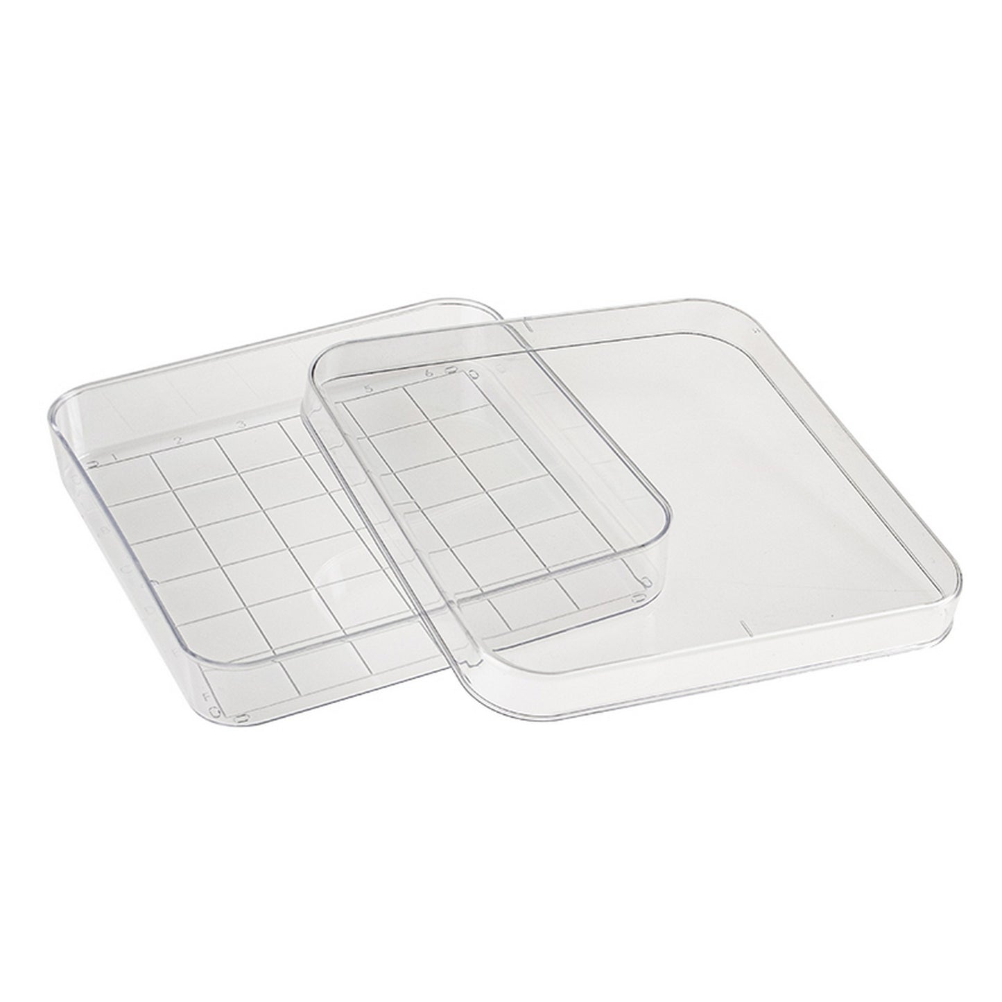 Square Petri Dish with Grid