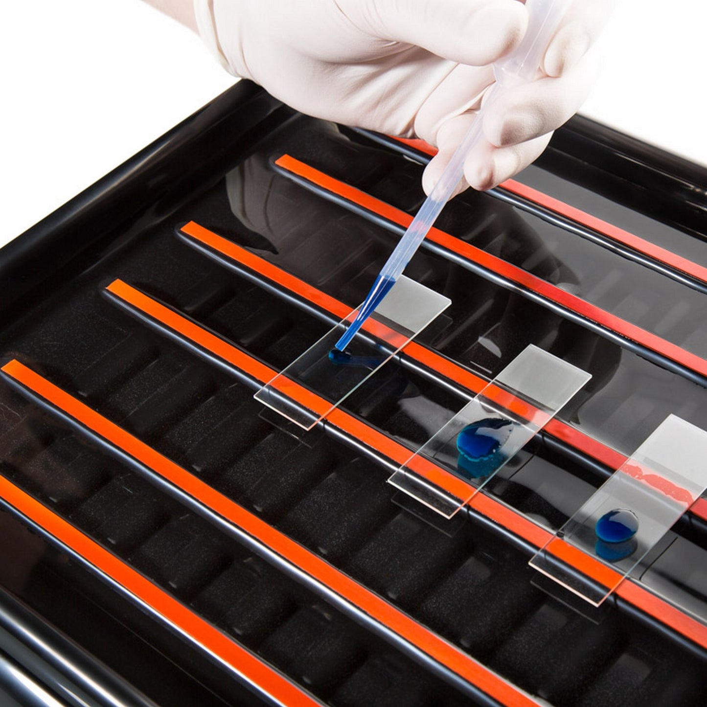 StainTray™ 30 slides staining system, Base with clear lid