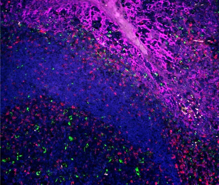 VectaPlex™ Antibody Removal Kit