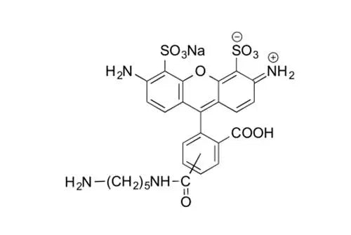 AZDye 488 Cadaverine - 25 mg