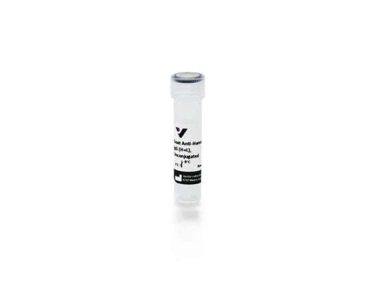 Anti-Hamster IgG (H+L), made in goat, Unconjugated, 1.5mg