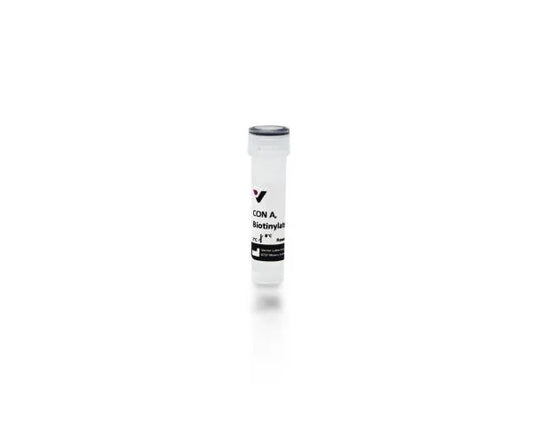 Concanavalin A (Con A), Biotinylated