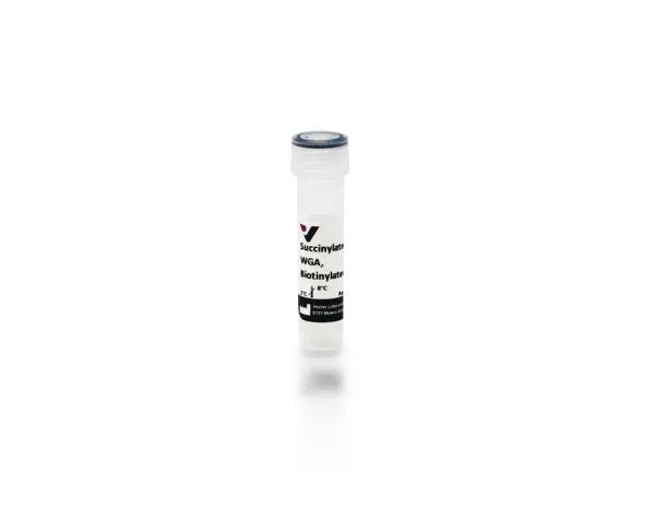 Wheat germ agglutinin (WGA), Biotinylated, succinylated