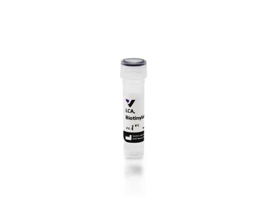 Lens culinaris agglutinin (LCA, LcH), Biotinylated