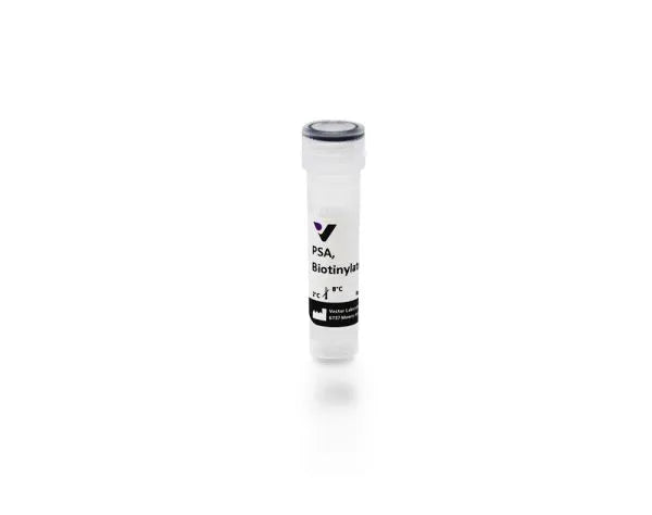 Pisum sativum agglutinin (PSA), Biotinylated