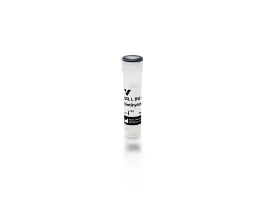 Griffonia (Bandeiraea) simplicifolia lectin I (GSL I, BSL I), Biotinylated