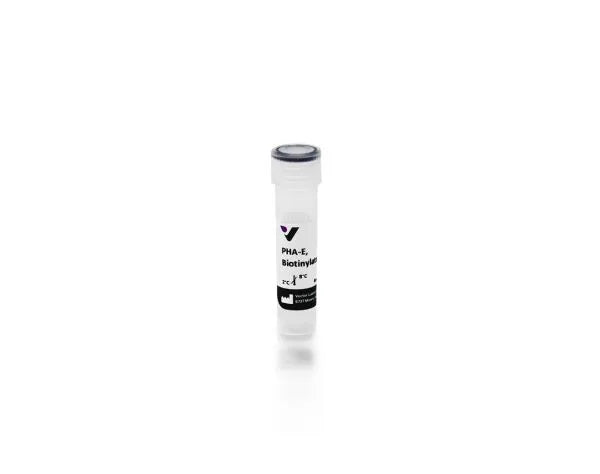 Phaseolus vulgaris Erythroagglutinin (PHA-E), Biotinylated