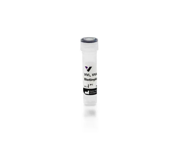 Vicia villosa lectin (VVL, VVA), Biotinylated