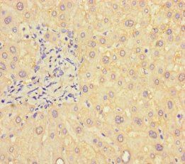 ***B4GALT5 Polyclonal Antibody, 50 µg