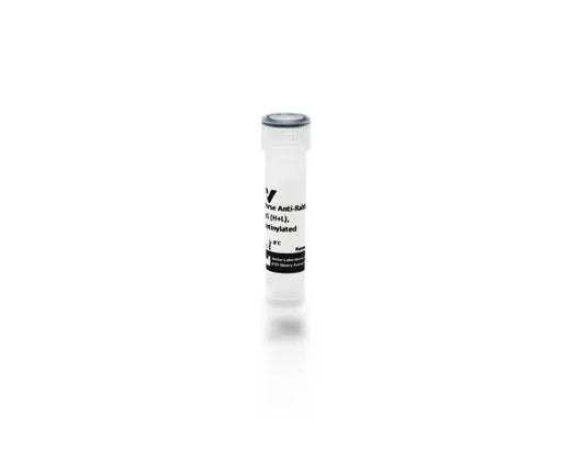 Anti-Rabbit IgG (H+L), made in horse, Biotinylated, 1.5mg