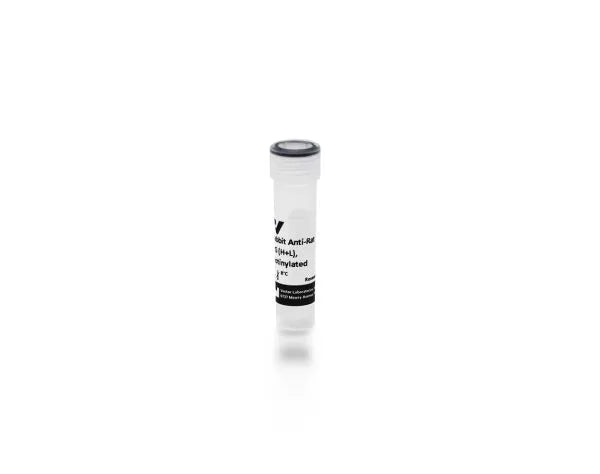 Anti-Rat IgG (H+L), made in rabbit, Biotinylated, 1.5mg