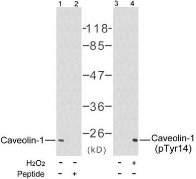 ***Caveolin (Phospho-Tyr14) Antibody, 50 µL