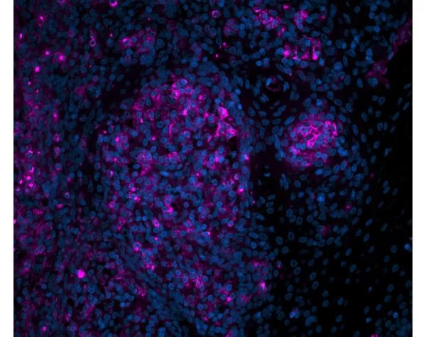 Cy5 labeled Peanut Agglutinin (PNA)