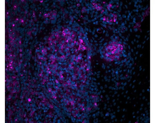 Cy5 labeled Peanut Agglutinin (PNA)