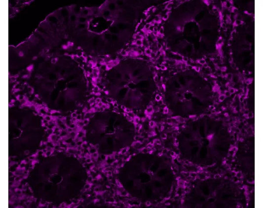 Cy5 labeled Sambucus Nigra Lectin (SNA, EBL)