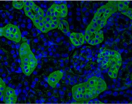 DyLight 488 Lycopersicon Esculentum (Tomato) Lectin, Affinity Purified