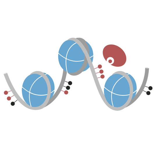 **CUTANA™ Hia5 for Fiber-seq, 8 rxns