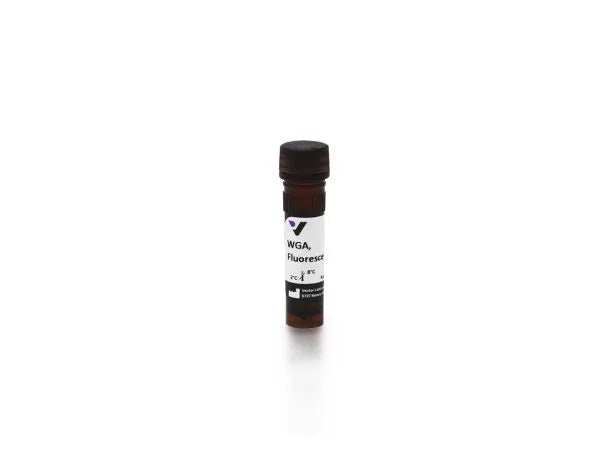 Image of VECTFL10215 - Wheat germ agglutinin (WGA), Fluorescein labeled, 5 mg