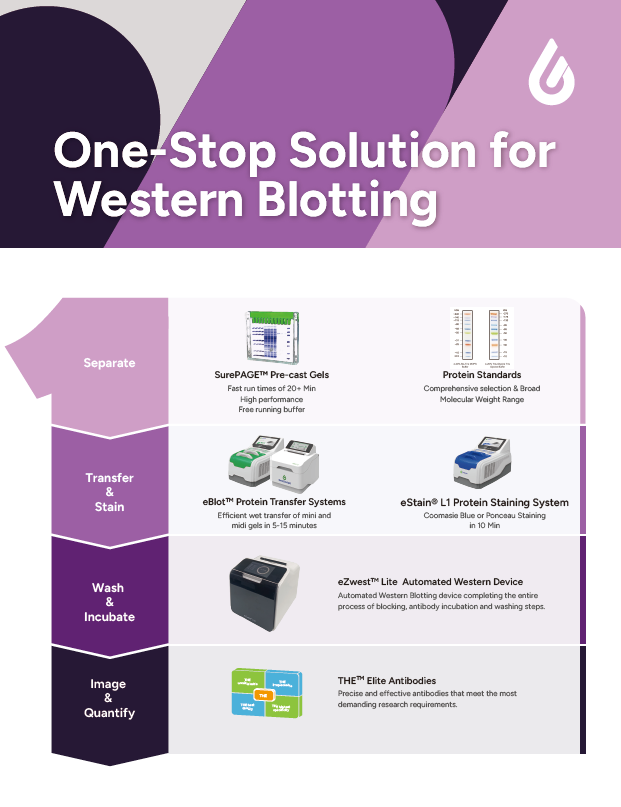 One-Stop Solution for Western Blotting