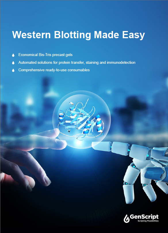 Western Blotting Made Easy
