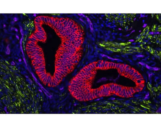 VECTASHIELD Vibrance Antifade Mounting Medium with DAPI, 2 mL