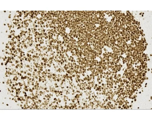 ImmPRESS Horse Anti-Mouse IgG PLUS Polymer Kit, HRP