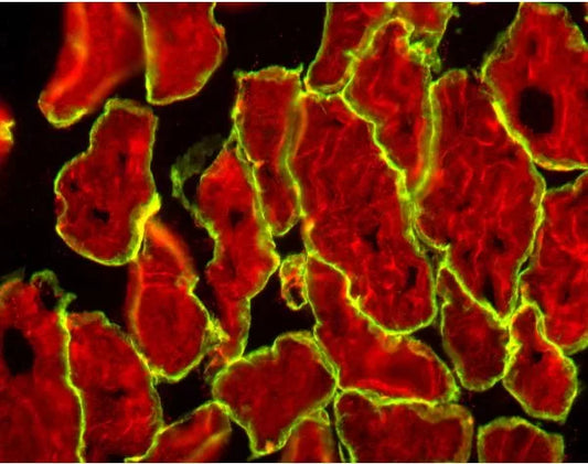 Vector M.O.M. Kit (Mouse-On-Mouse Immunodetection), Basic