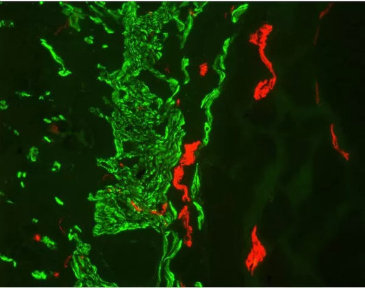 Vector M.O.M. Kit (Mouse-On-Mouse Immunodetection), Fluorescein