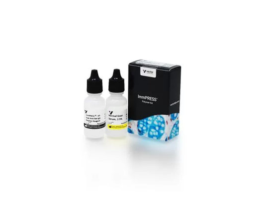 ImmPRESS-AP Anti-Rat IgG Reagent, made in goat, Alkaline Phosphatase