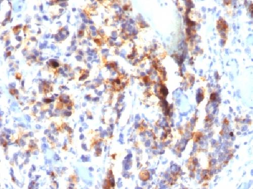 ***MUC5AC (Mucin 5AC / Gastric Mucin) Antibody, 100 µg