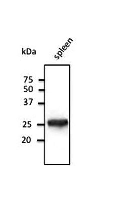 ***Rab5 Polyclonal Antibody, 100 µg