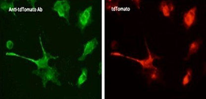 ***tdTomato Polyclonal Antibody, 100 µg