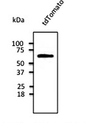 ***tdTomato Polyclonal Antibody, 100 µg
