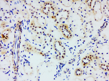 ***UHRF1BP1 Rabbit Polyclonal Antibody, 50 µL