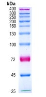 ***Prestained Protein Ladder (25-400 kDa), 250 µL