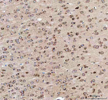 ***EEA1 Polyclonal Antibody, 100 µg