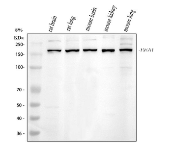 ***EEA1 Polyclonal Antibody, 100 µg