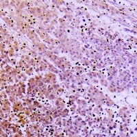 ***Collagen-pan Antibody, 200 µL