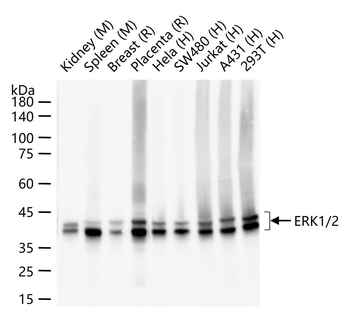 ***ERK1/2 Recombinant Rabbit Monoclonal Antibody, 50 µL