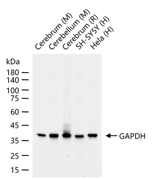 ***GAPDH Recombinant Rabbit Monoclonal Antibody (Loading Control), 50 µL