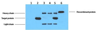 ***His-Tag Mouse Monoclonal Antibody, 100 µL