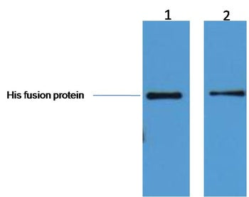 ***His-Tag Mouse Monoclonal Antibody, 50 µL