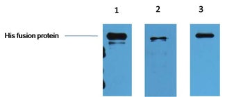 ***His-Tag Mouse Monoclonal Antibody, 100 µL