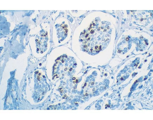VECTASTAIN Universal Quick Kit, R.T.U.