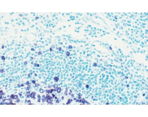 Image of VECTH3402 - Methyl Green Counterstain