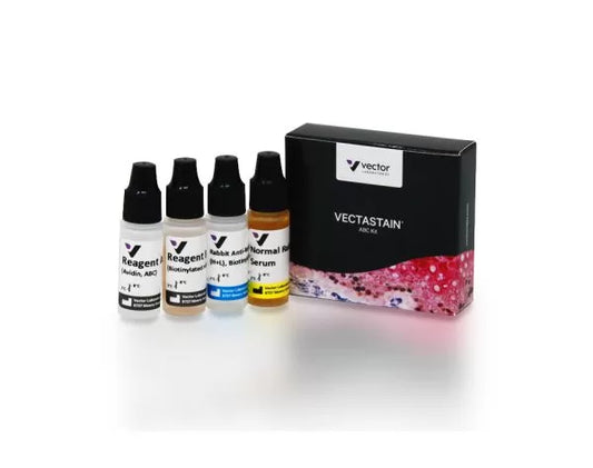 VECTASTAIN ABC-Peroxidase Kit, Rat IgG
