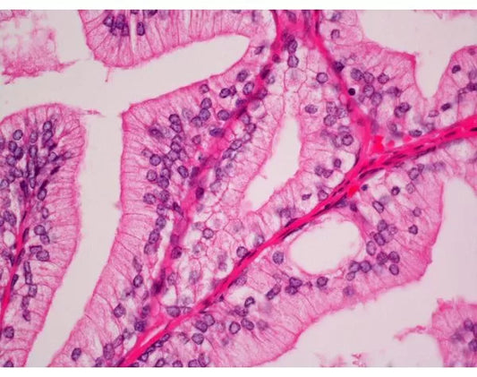 Hematoxylin and Eosin Stain Kit, Special Stains