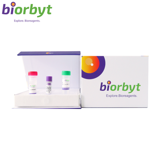 ***Cre recombinase Recombinant Rabbit mAb, 25 µL