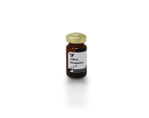 Concanavalin A (Con A), Rhodamine labeled
